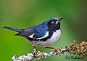 Dendroica Caerulescens